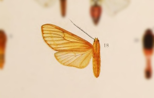 Halysidota anapheoides