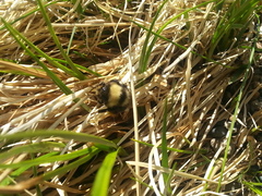 Bombus mckayi