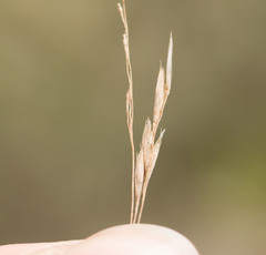 Deschampsia nubigena