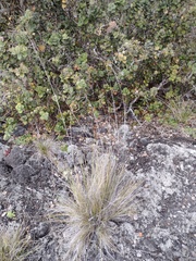 Deschampsia nubigena