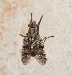 Euprosopia