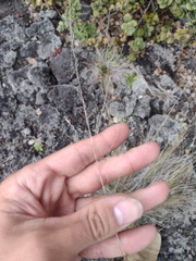 Deschampsia nubigena