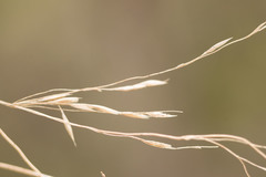 Deschampsia nubigena