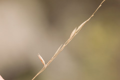 Deschampsia nubigena