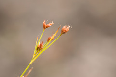 Rhynchospora globularis