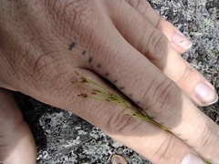 Rhynchospora globularis