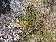 Rhynchospora globularis