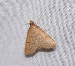 Metasia dicealis