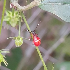 Dysdercus