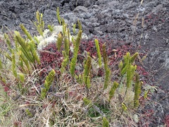 Polypodium pellucidum vulcanicum