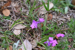 Phlox glabriflora