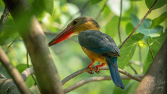 Stork-Billed Kingfisher photo 2