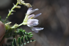 Astragalus lentiginosus