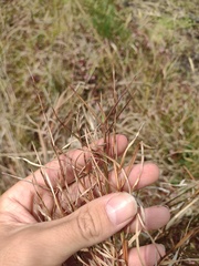 Schizachyrium condensatum
