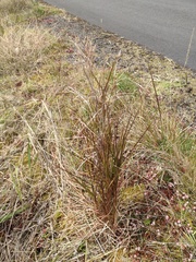 Schizachyrium condensatum