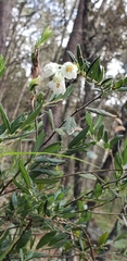 Deutzia gracilis