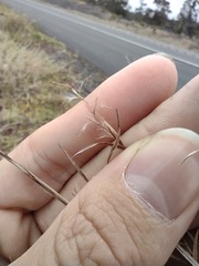 Schizachyrium condensatum