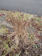 Schizachyrium condensatum