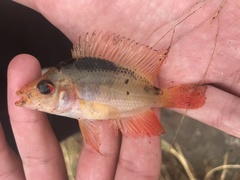 Amphilophus labiatus