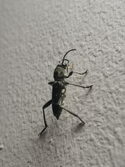 Xylotrechus