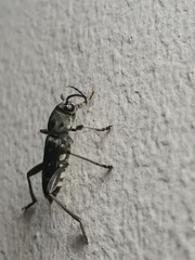 Xylotrechus