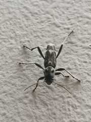 Xylotrechus