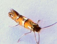 Phyllonorycter diversella