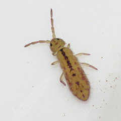 Isotomurus palustris