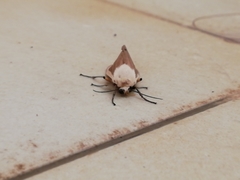 Creatonotos