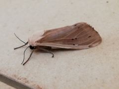 Creatonotos