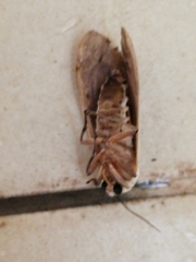 Creatonotos