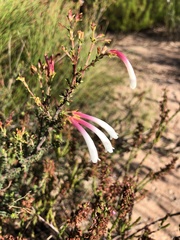 Erica berzelioides