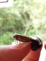 Creatonotos