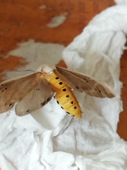 Creatonotos