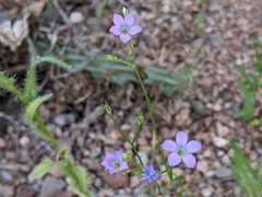 Gilia flavocincta