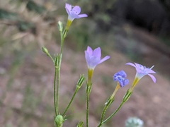 Gilia flavocincta