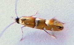 Phyllonorycter diversella