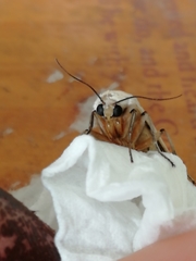 Creatonotos