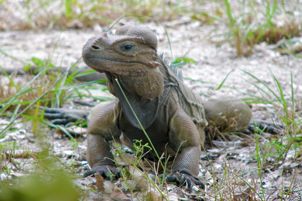 Mona Rhinoceros Iguana