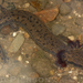 Common Mudpuppy - Photo (c) Todd Pierson, some rights reserved (CC BY-NC-SA)
