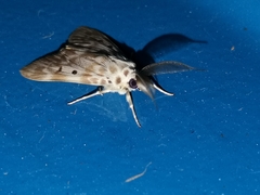 Sommeria marchalii
