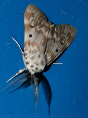 Sommeria marchalii