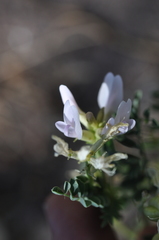 Astragalus lentiginosus