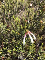 Erica berzelioides