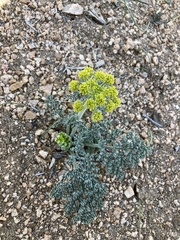 Lomatium mohavense