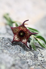 Brachystelma australe