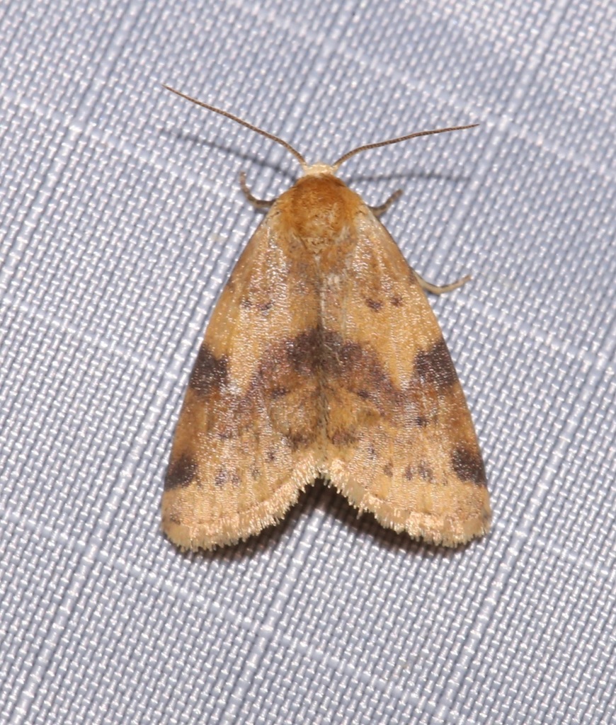 Azenia procida