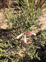 Erica berzelioides