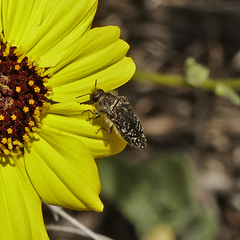 Acmaeodera labyrinthica
