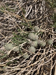 Krascheninnikovia lanata